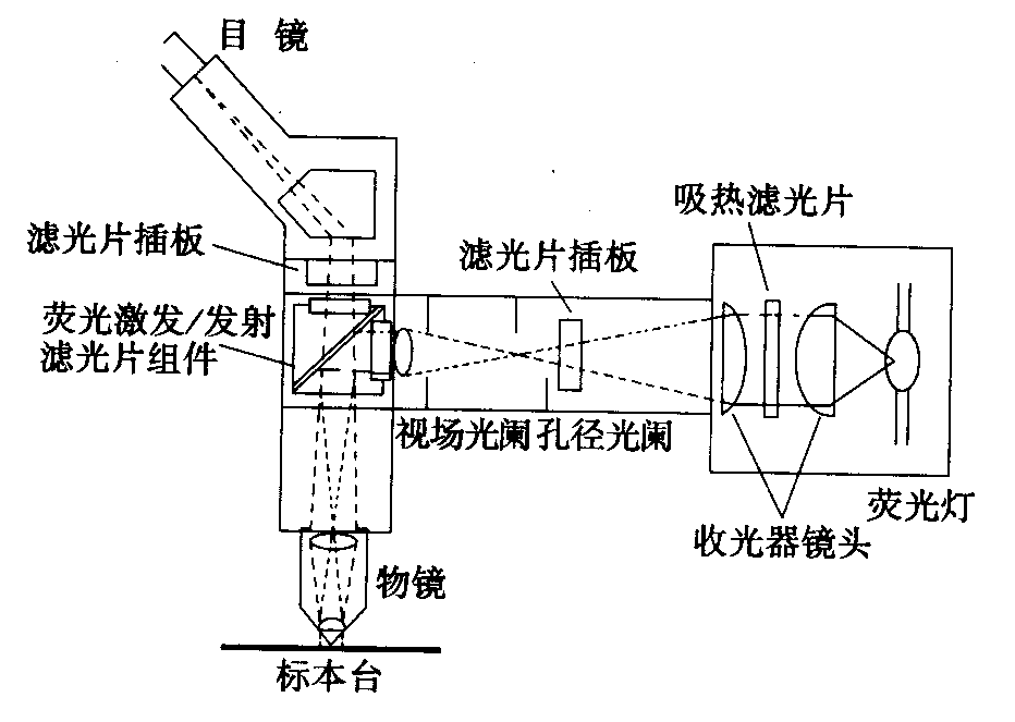 熒光顯微鏡原理圖，激發濾板和壓制濾色系統